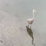 Nature, “Wildlife” and its Behavior