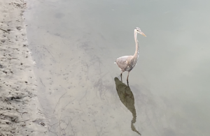 Nature, “Wildlife” and its Behavior